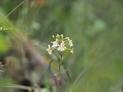 Epidendrum blepharistes