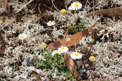 Brachyscome stuartii