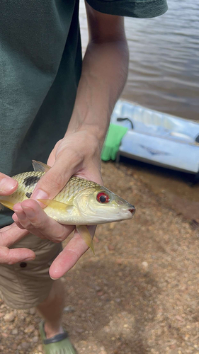 Characin (Leporinus friderici) — Anostomidae