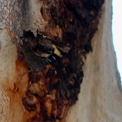 Ogyris genoveva
