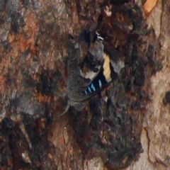 Ogyris genoveva
