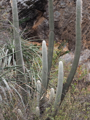 Espostoa