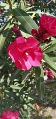 Nerium oleander