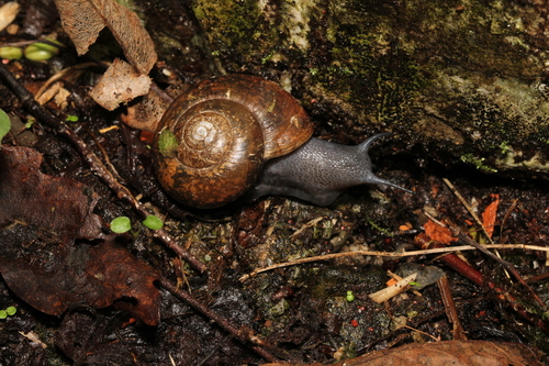Retinella olivetorum