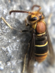Vespula orbata