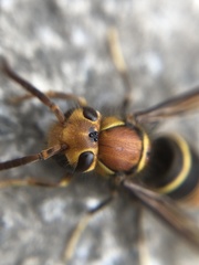 Vespula orbata