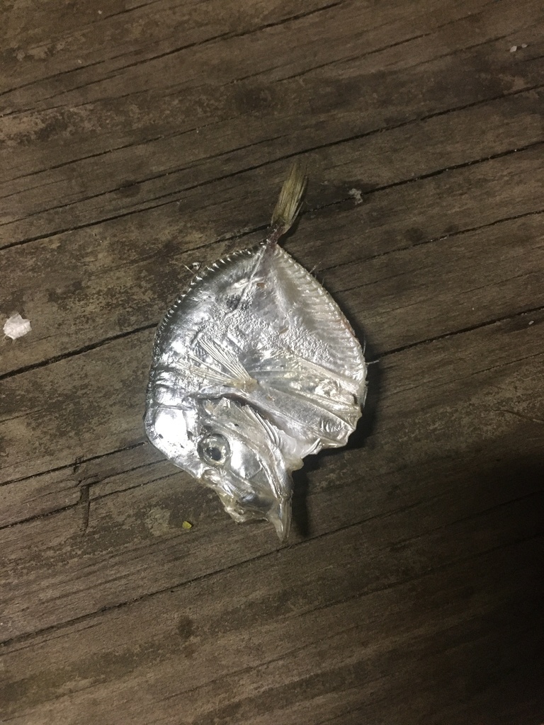 Atlantic Moonfish