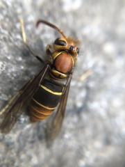 Vespula orbata
