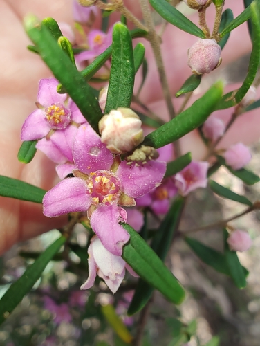 sandstone boronia