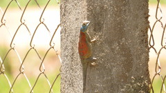 Agama montana