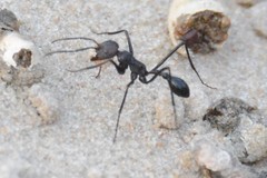 Ocymyrmex picardi