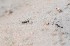 Ocymyrmex picardi