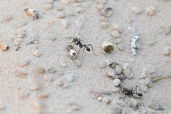 Ocymyrmex picardi