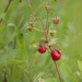 Fresa - Photo (c) Vladimir Bryukhov, algunos derechos reservados (CC BY-NC), subido por Vladimir Bryukhov