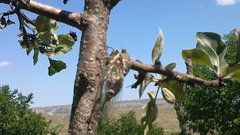 Pyrus elaeagrifolia