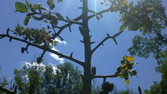 Pyrus elaeagrifolia
