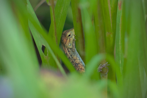 Indian Garden Lizard, Shivalaya Society, Pashan, Pune, Maharashtra 411021, India, photo 8 of 10