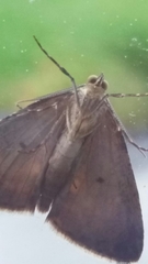 Pseudocoremia indistincta