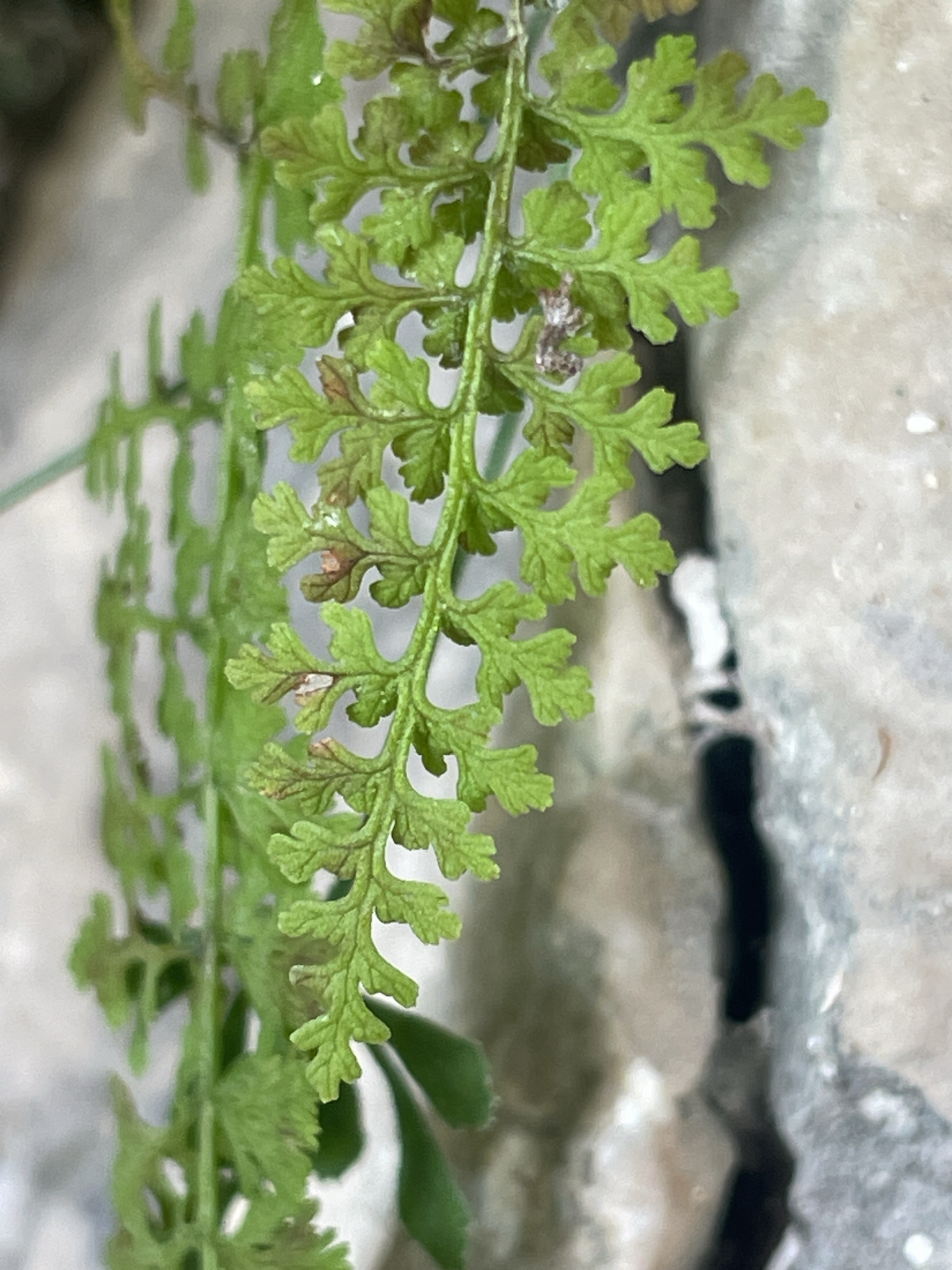 Alpine Bladder-Fern (Cystopteris alpina)