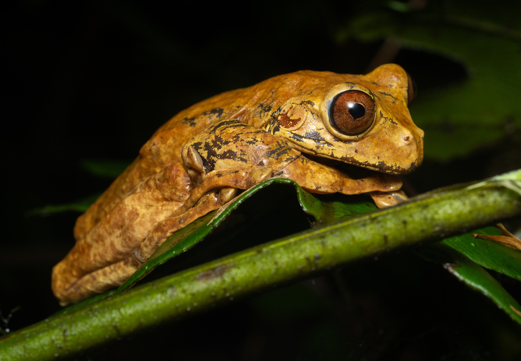 Heredia Treefrog