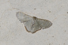 Lophophleps triangularis