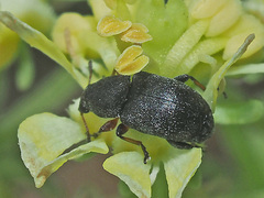 Bruchela rufipes