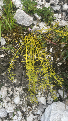 bastard toadflax (Thesium rostratum)