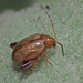 Longitarsus tabidus - Photo (c) Felix Riegel, some rights reserved (CC BY-NC), uploaded by Felix Riegel