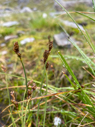 Hare's-foot Sedge (Carex lachenalii)
