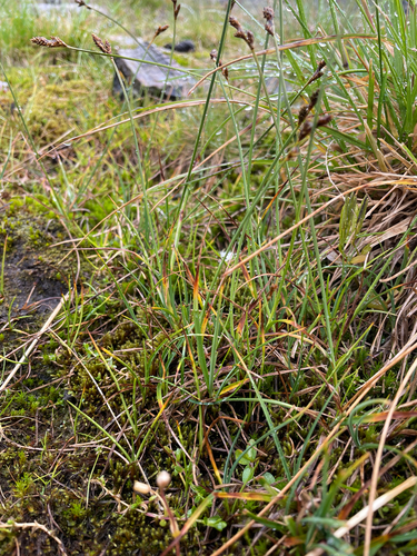 Carex lachenalii, photograph 4