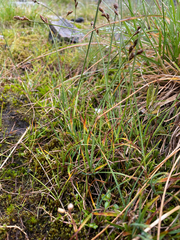 Carex lachenalii, photograph author not stated, no rights reserved