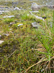 Carex lachenalii, photograph author not stated, no rights reserved