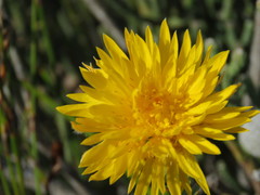Lachnaea aurea