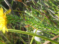 Lachnaea aurea