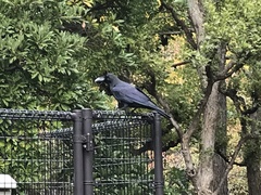 Corvus macrorhynchos