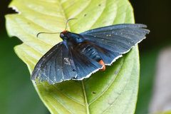 Pyrrhopyge
