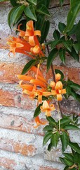 Pyrostegia