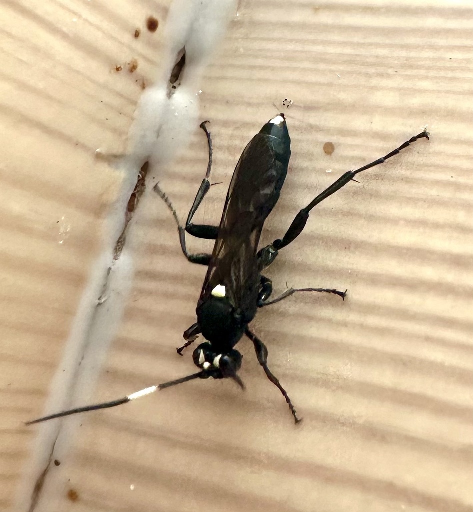 Virgichneumon albilineatus