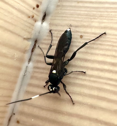 Virgichneumon albilineatus