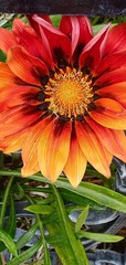 Gazania