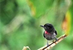 Pachyramphus minor