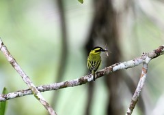 Todirostrum chrysocrotaphum