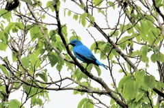 Cotinga maynana