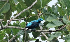 Cotinga cayana