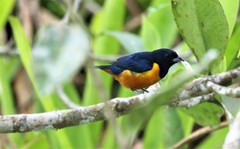 Euphonia rufiventris