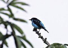 Dacnis lineata
