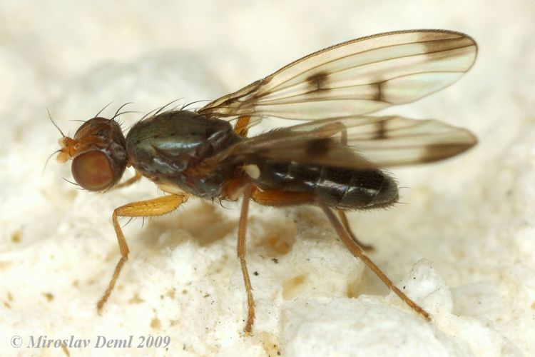 Grass Flies