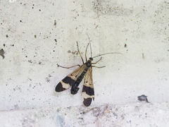 Panorpa japonica