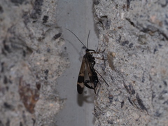 Panorpa japonica