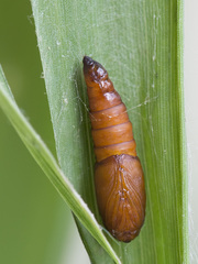 Zelotherses paleana